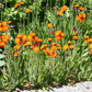 Hieracium aurantiacum (Habichtskraut)