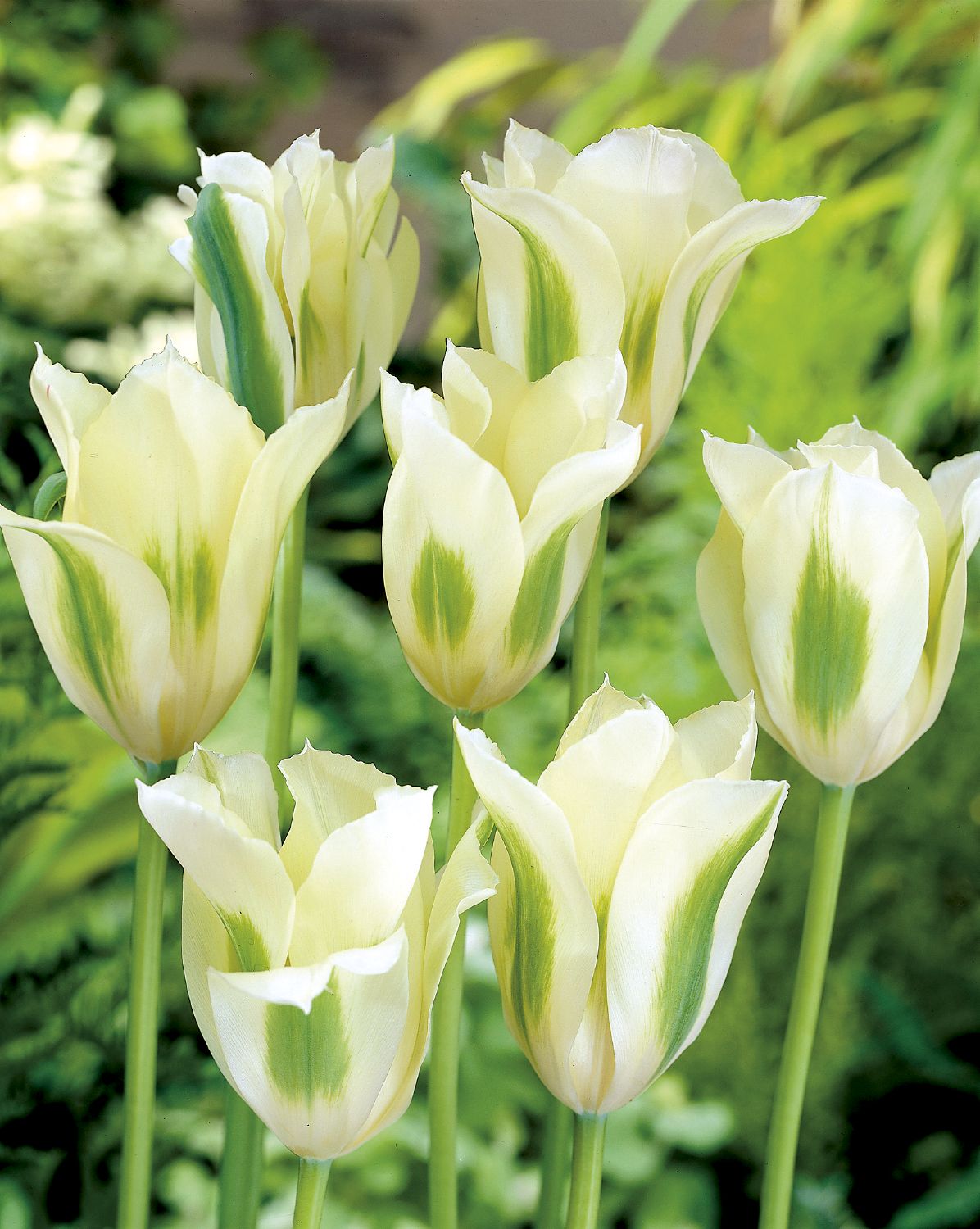 Tulipa viridiflora 'Spring Green' Tulpe
