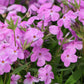 Phlox 'Forever Pink' (Flammenblume)
