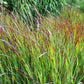 Panicum virgatum 'Shenandoah' (Rutenhirse)
