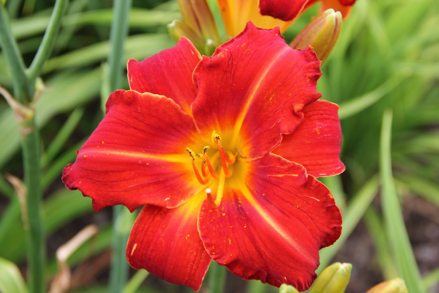 Hemerocallis 'Fiesta Cubana' (Großblumige Taglilie)