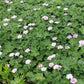 Geranium 'Dreamland' (Storchschnabel)