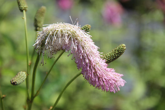 Sanguisorba tenuifolia 'Pink Brushes' Hoher Wiesenknopf