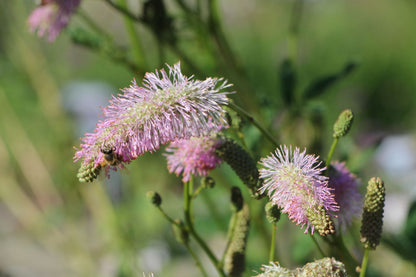 Sanguisorba tenuifolia 'Pink Brushes' (Hoher Wiesenknopf)