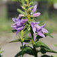 Campanula 'Gaudi Violet' (Glockenblume)