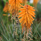 Kniphofia 'Poco Orange' (Fackellilie)