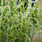 Miscanthus x giganteus 'Aligator' (Hohes Chinaschilf)