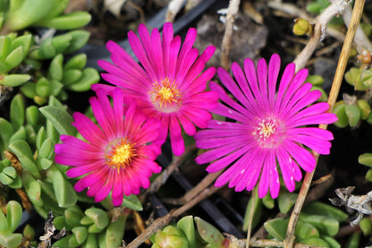 Delosperma 'Sundella Neon' Mittagsblume