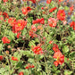 Geum 'Scarlet Tempest' (Nelkenwurz)