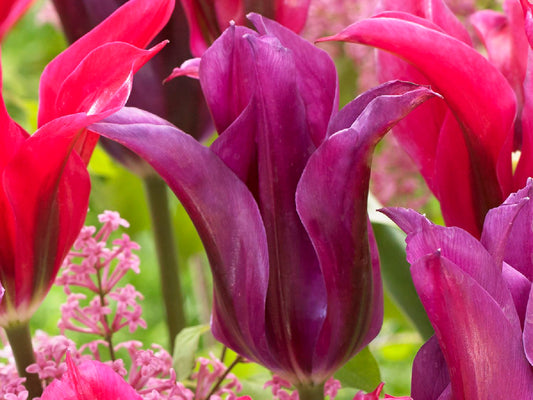 Tulipa 'Purple Doll' Lilienblütige Tulpe