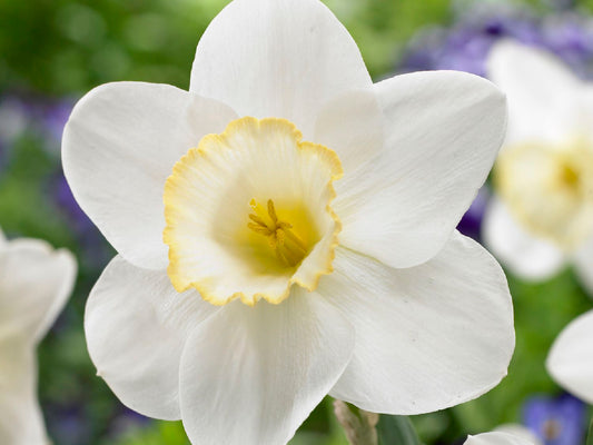 Narcissus 'Frosty Snow' Großkronige Narzisse