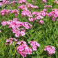 Phlox paniculata 'Sweet Summer Candy' (Hohe Flammenblume)