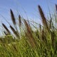 Pennisetum compressum 'Kim's Nightmare' (Federborstengras | Lampenputzergras)