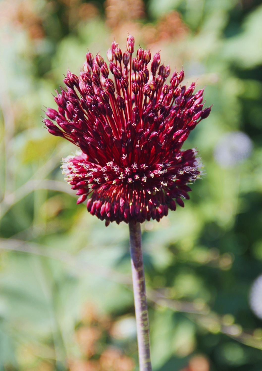 Allium 'Red Mohican' Zierlauch
