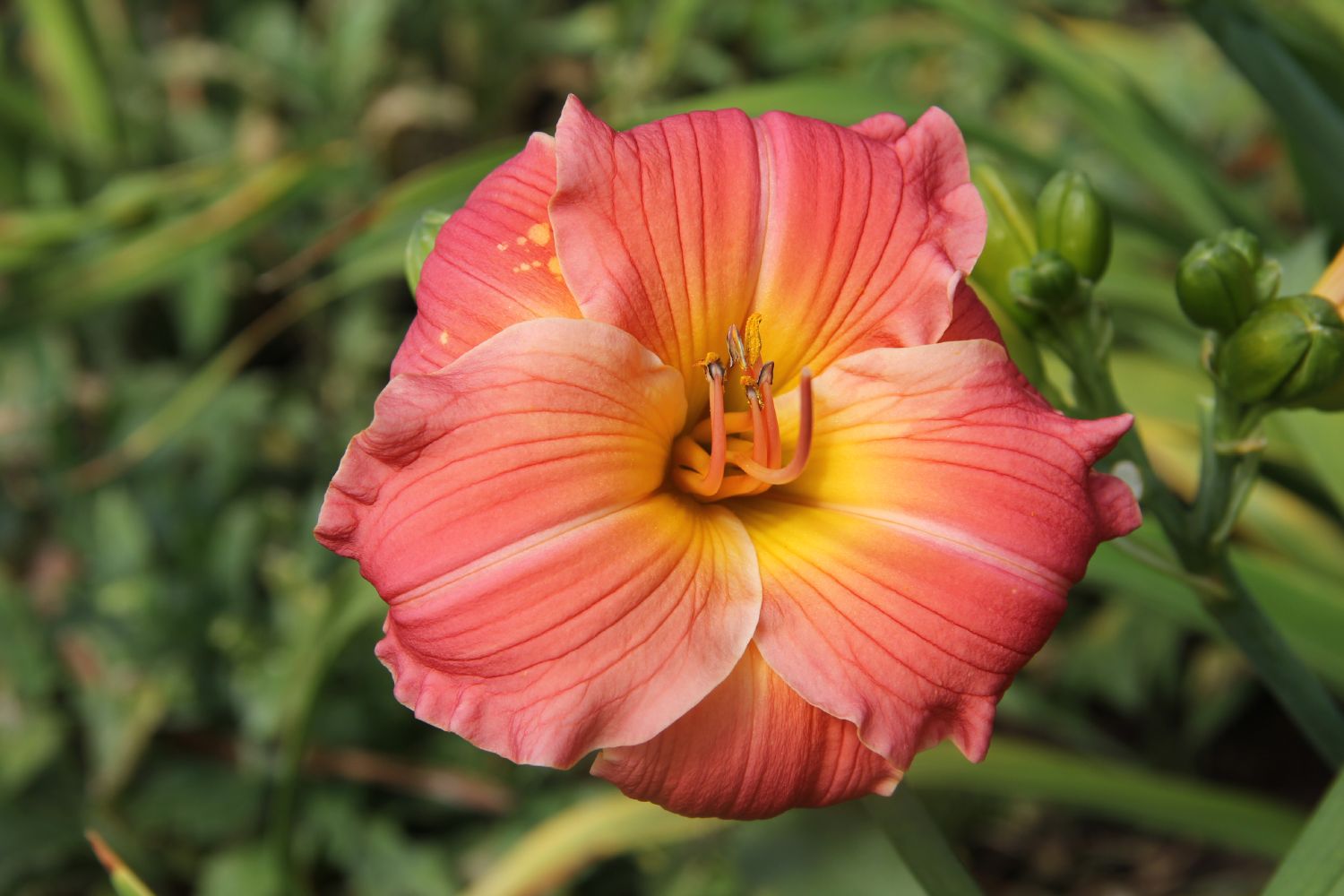 Hemerocallis 'Spit's Bride' Großblumige Taglilie