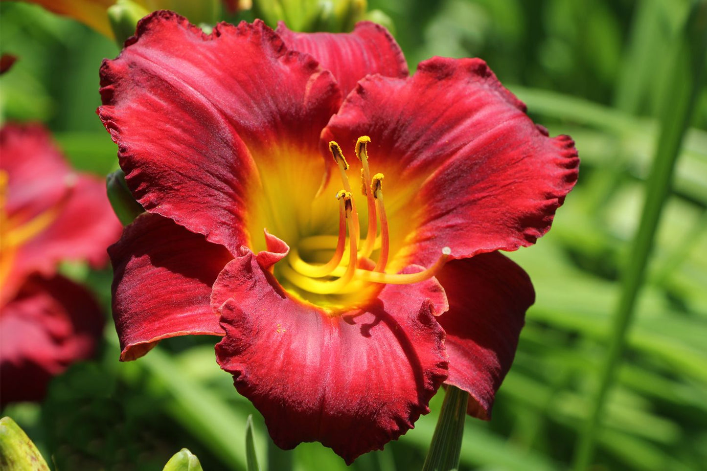 Hemerocallis 'Study in Scarlet' Großblumige Taglilie