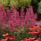 Agastache 'Morello' (Duftnessel)