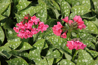 Pulmonaria 'Shrimps on the Barbie' Rosarotes Lungenkraut
