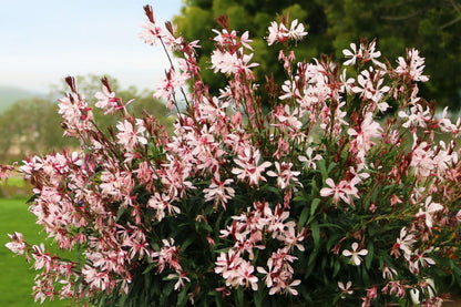 Gaura lindheimeri 'Graceful Light Pink' Prachtkerze