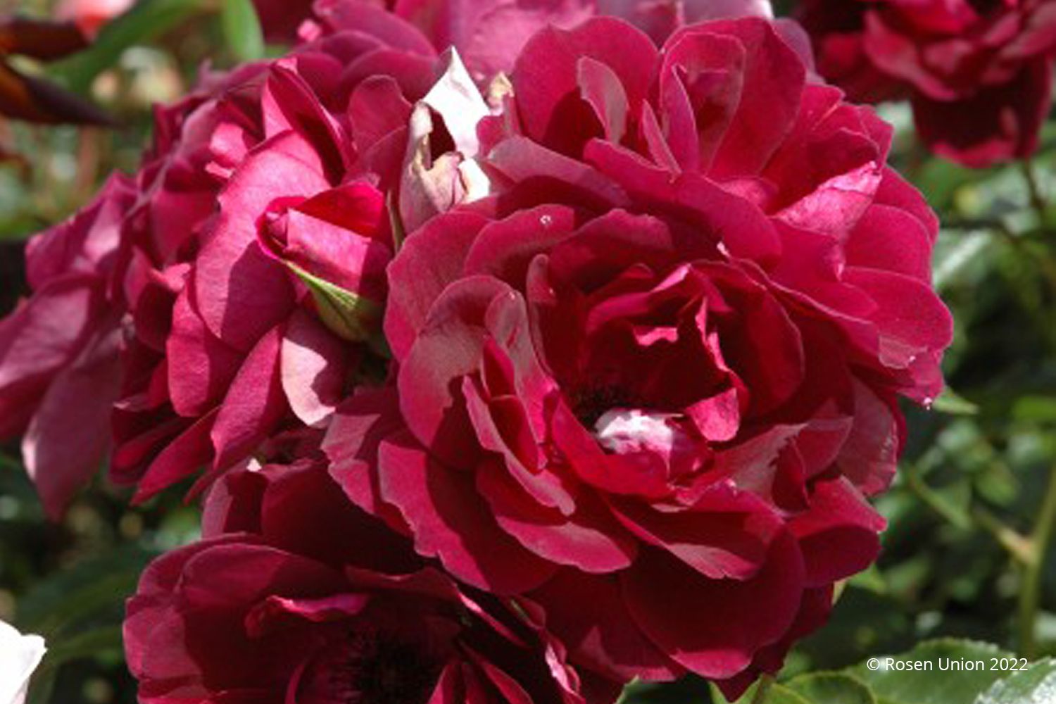 Rose 'Burgundy Ice' Strauchrose