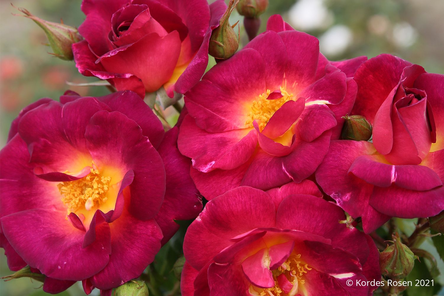 Rose 'Ile de Fleurs' Strauchrose