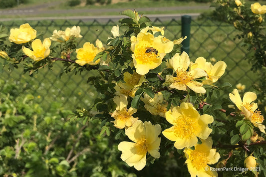 Rose hugonis (Chinesische Goldrose)