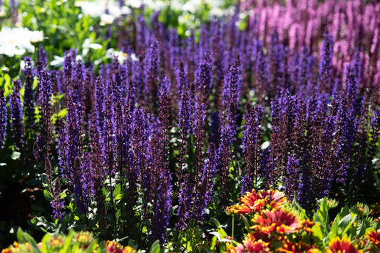 Salvia nemorosa 'Midnight Purple' Ziersalbei