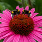 Echinacea 'Dark Pink Pearl' (Scheinsonnenhut)