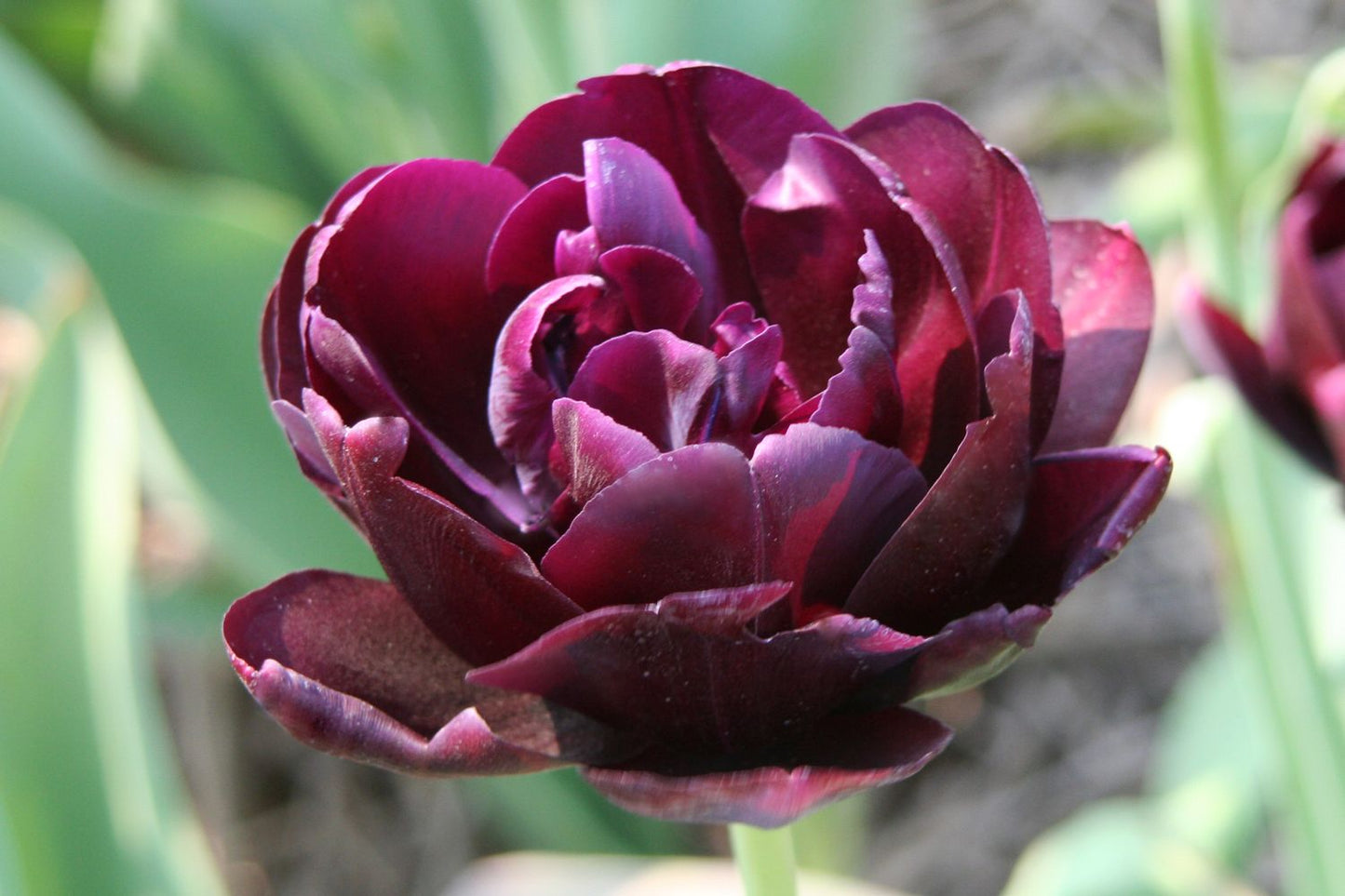 Tulipa 'Alison Bradley' Gefüllte Tulpe