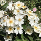 Rose 'Kew Gardens' (Englische Rose)