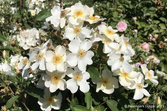 Rose 'Kew Gardens' Englische Rose