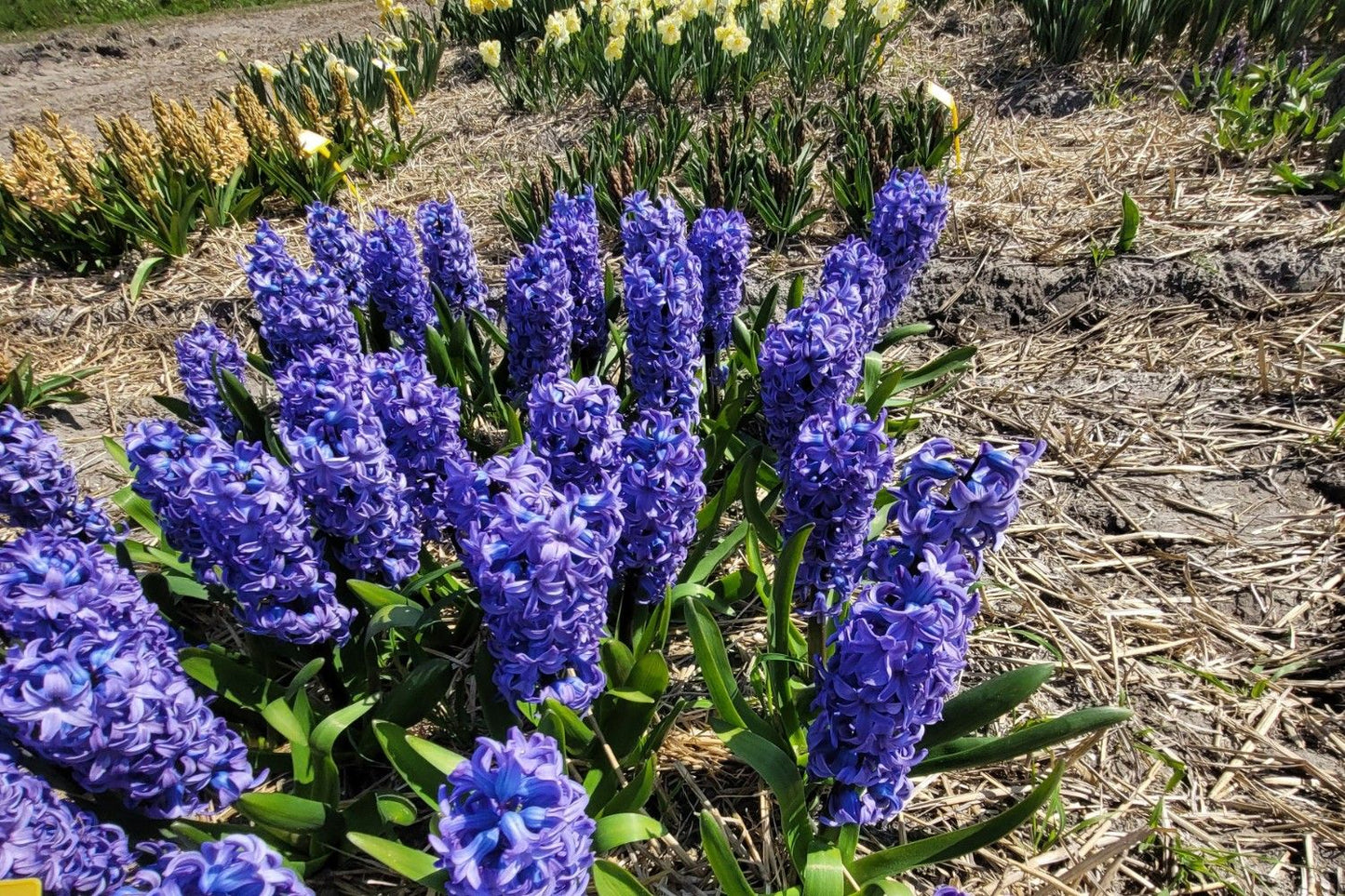 Hyacinthus 'Delft Blue' Hyazinthe