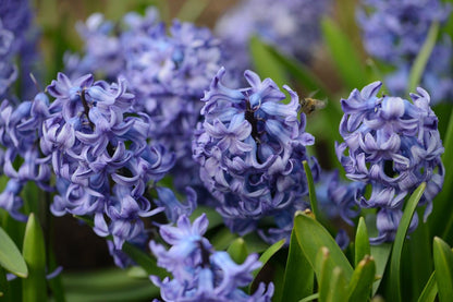 Hyacinthus 'Delft Blue' (Hyazinthe)