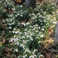 Galanthus nivalis ssp. nivalis (Kleines Schneeglöckchen)