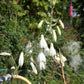 Galtonia candicans (Weißblühende Sommerhyazinthe)