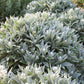 Anaphalis triplinervis 'Sommerschnee' (Perlkörbchen)