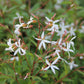 Gillenia trifoliata (Dreiblattspiere)