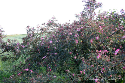 Rose glauca (Hechtrose)
