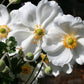 Anemone x japonica 'Honorine Jobert' (Herbstanemone)