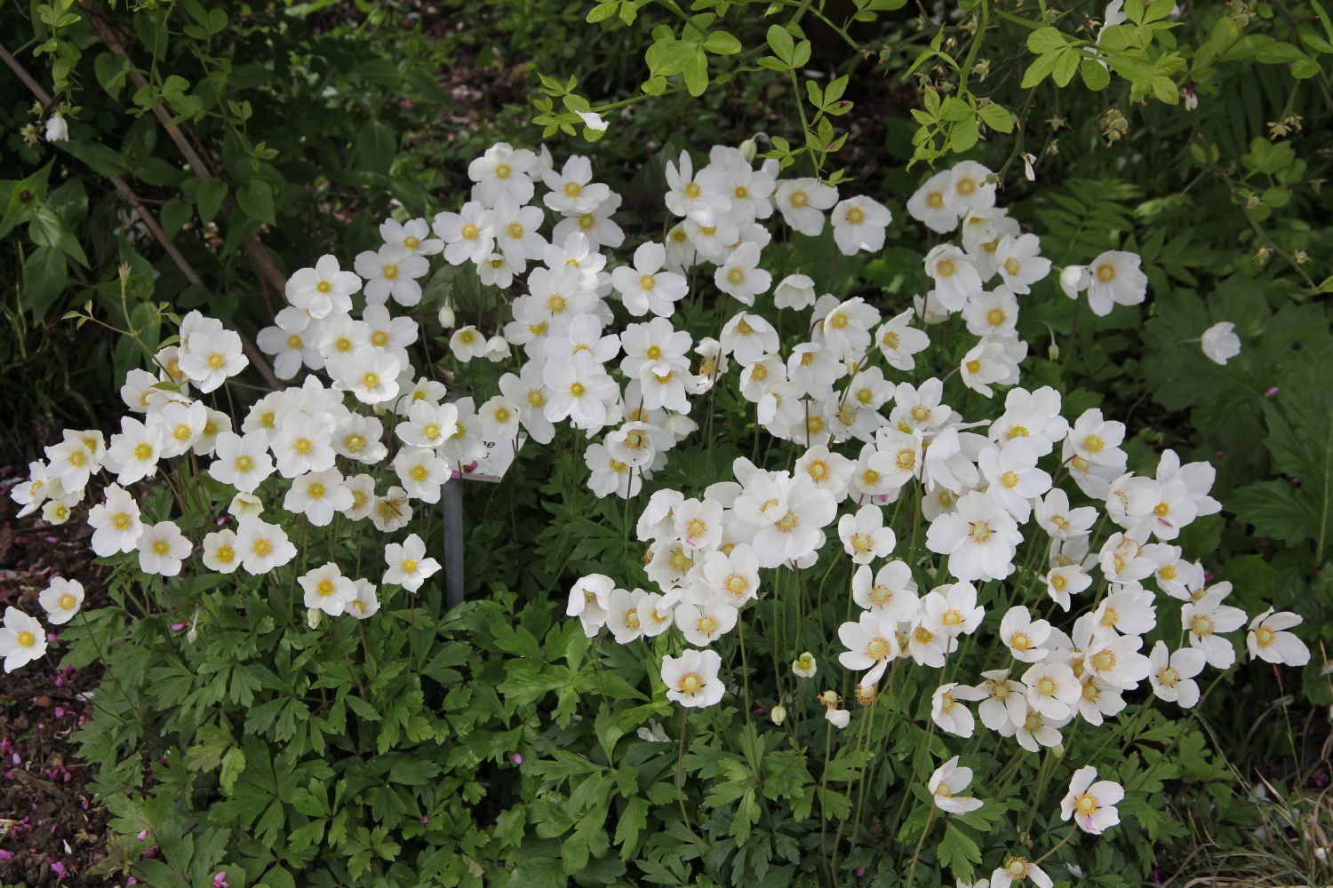 Anemone sylvestris (Wald Windröschen)