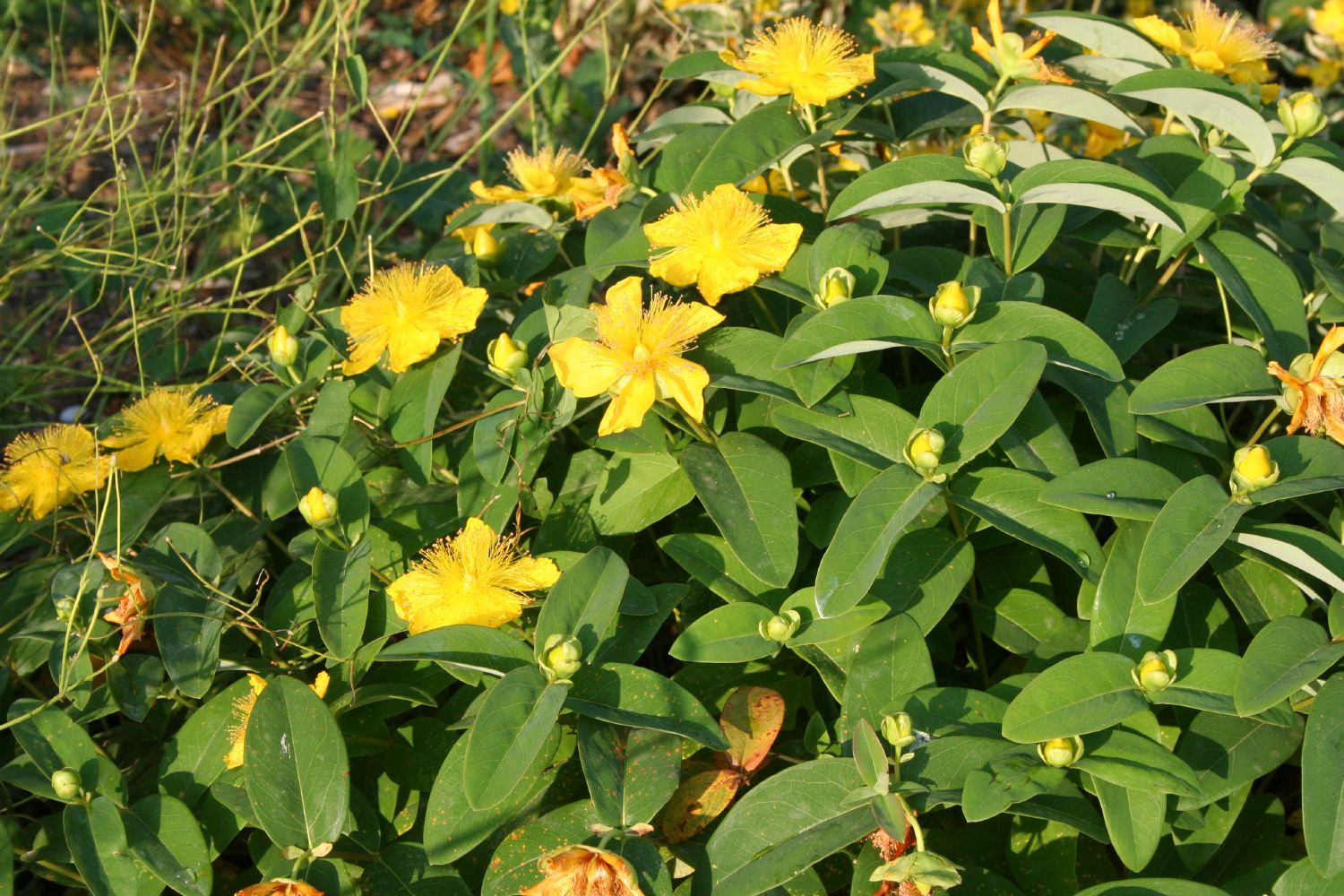 Hypericum calycinum Kelchiges Johanniskraut