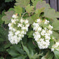 Hydrangea quercifolia 'Snowflake' Eichblatthortensie