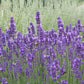 Lavandula angustifolia 'Hidcote Blue' (Tiefviolettblühender Lavendel)