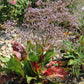 Limonium latifolium (Breitblättriger Steppenschleier)