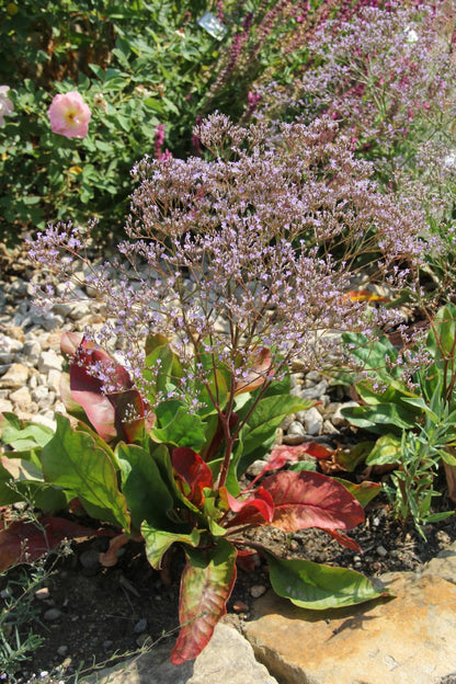 Limonium latifolium (Breitblättriger Steppenschleier)