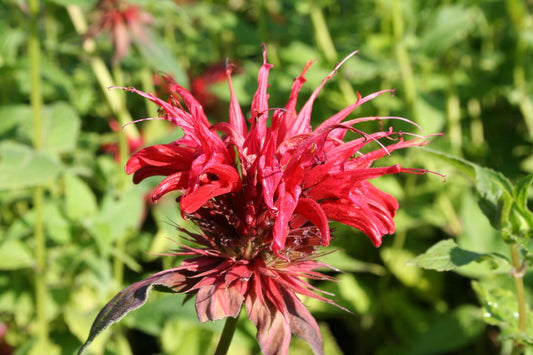 Rote Stauden (rotblühende winterharte Blumen) – Gräfin von Zeppelin