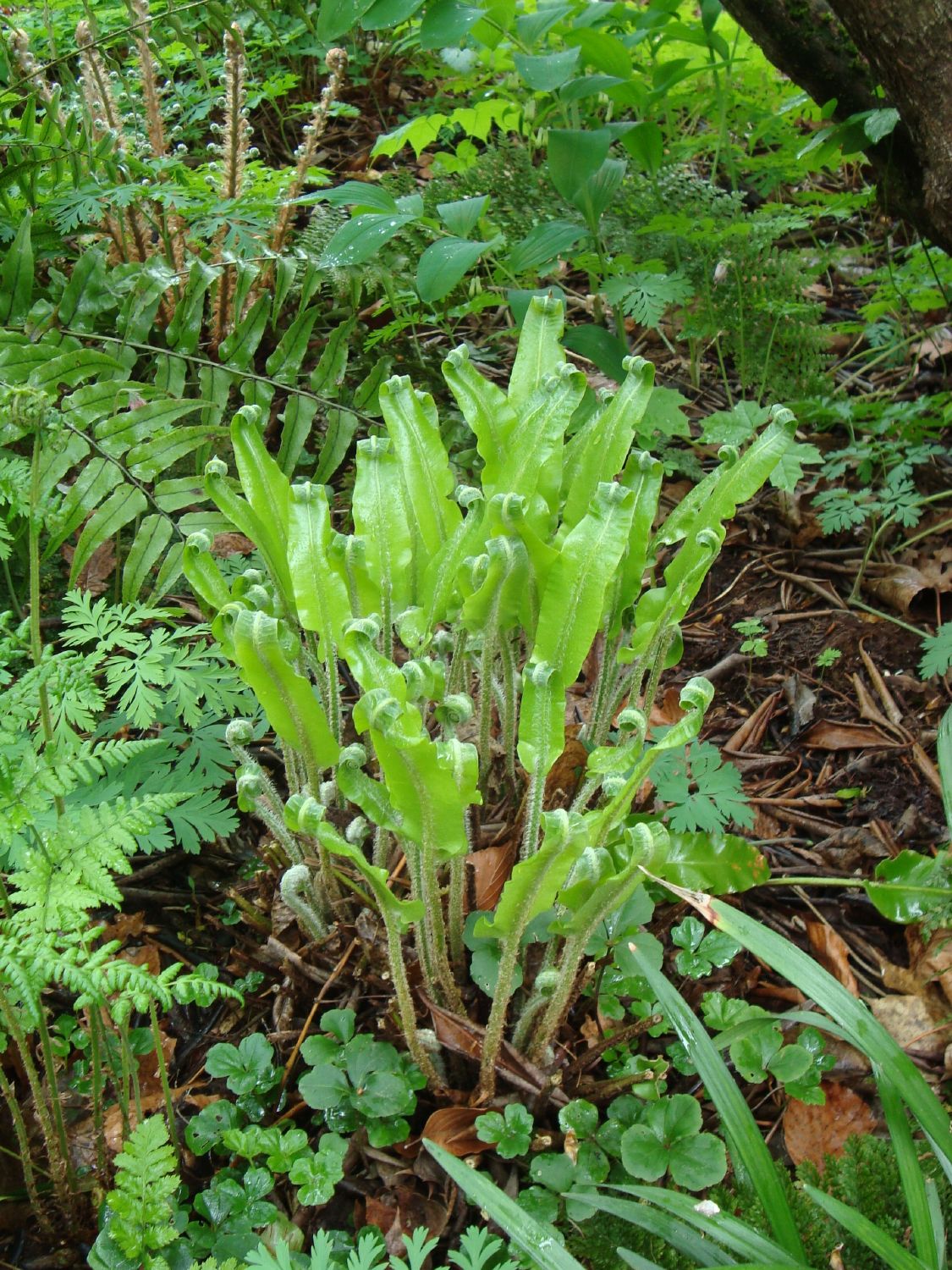 Phyllitis scolopendrium (Hirschzungenfarn)