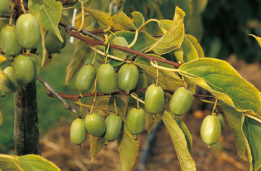 Actinidia arguta 'Issai' Selbstfruchtende Beerenkiwi