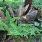 Polystichum setiferum 'Plumosum Densum' (Flaumfederfarn | Filigranfarn)