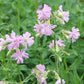 Saponaria officinalis 'Rosea Plena' (Gefülltblühendes Seifenkraut)